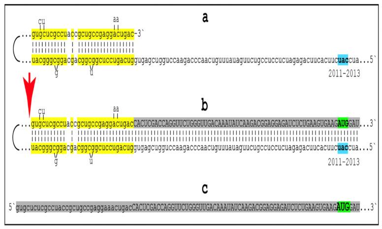 https://cdn.ncbi.nlm.nih.gov/pmc/blobs/78fa/11432332/e78ef507a9ff/ijms-25-09913-g011.jpg