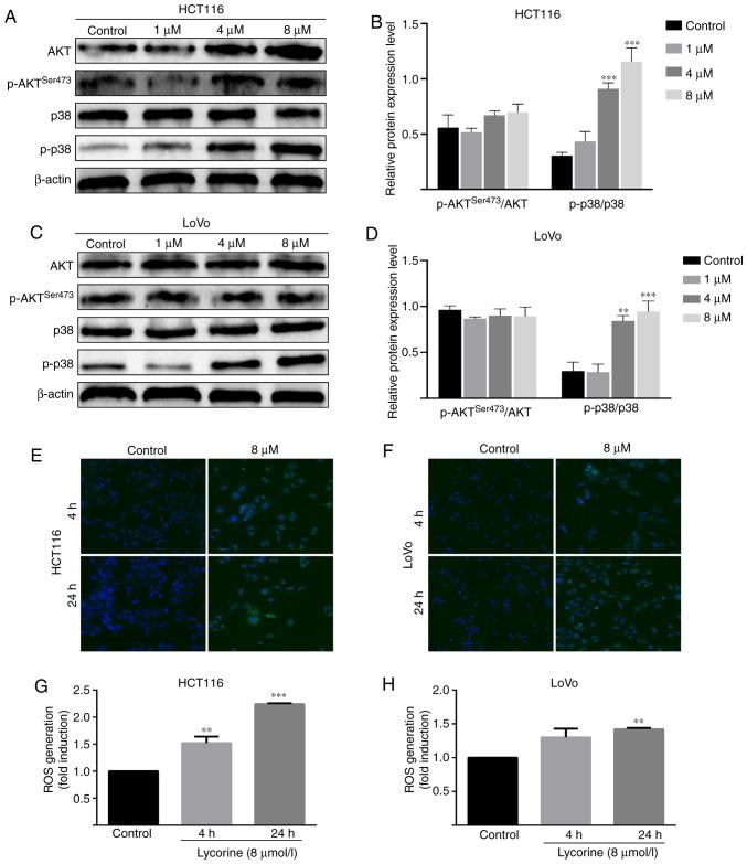 https://cdn.ncbi.nlm.nih.gov/pmc/blobs/78fb/7879421/5f0e9a4dee27/or-45-04-7970-g05.jpg