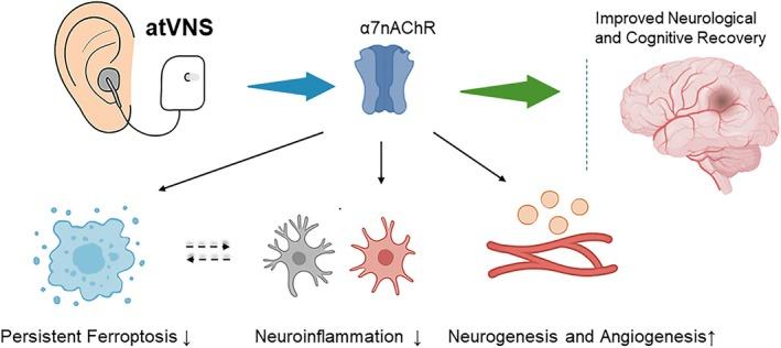 https://cdn.ncbi.nlm.nih.gov/pmc/blobs/7900/12082278/c0d10a2e20a7/CNS-31-e70439-g001.jpg
