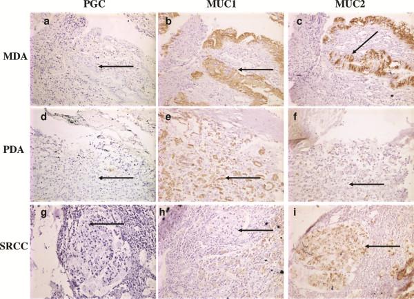 https://cdn.ncbi.nlm.nih.gov/pmc/blobs/790a/3750757/6761ed8381df/1472-6890-13-21-2.jpg