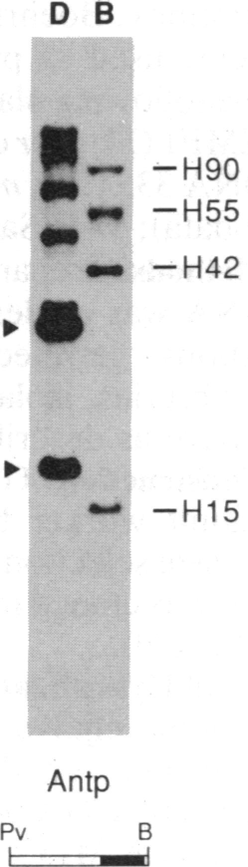 https://cdn.ncbi.nlm.nih.gov/pmc/blobs/790c/298624/8f0997f30334/pnas00291-0346-c.jpg