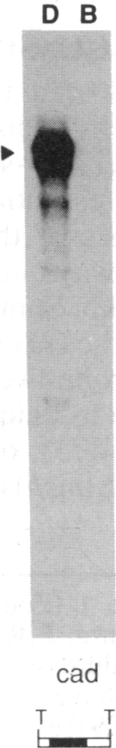 https://cdn.ncbi.nlm.nih.gov/pmc/blobs/790c/298624/bf606a727ff7/pnas00291-0346-h.jpg