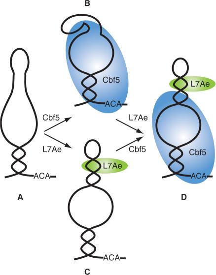 https://cdn.ncbi.nlm.nih.gov/pmc/blobs/7910/2094053/85430fe3bc45/gkm673f7.jpg