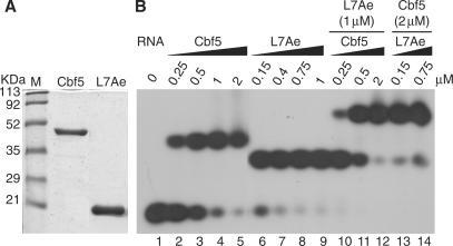 https://cdn.ncbi.nlm.nih.gov/pmc/blobs/7910/2094053/b1374337580d/gkm673f2.jpg