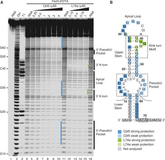 https://cdn.ncbi.nlm.nih.gov/pmc/blobs/7910/2094053/cdf6f9d3092c/gkm673f1.jpg