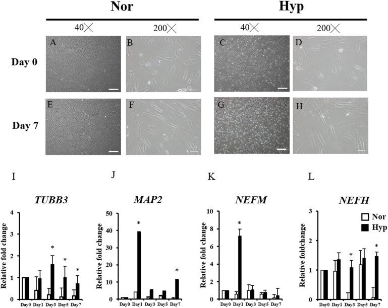 https://cdn.ncbi.nlm.nih.gov/pmc/blobs/7911/8120285/2e564a27c90e/fcell-09-658099-g002.jpg
