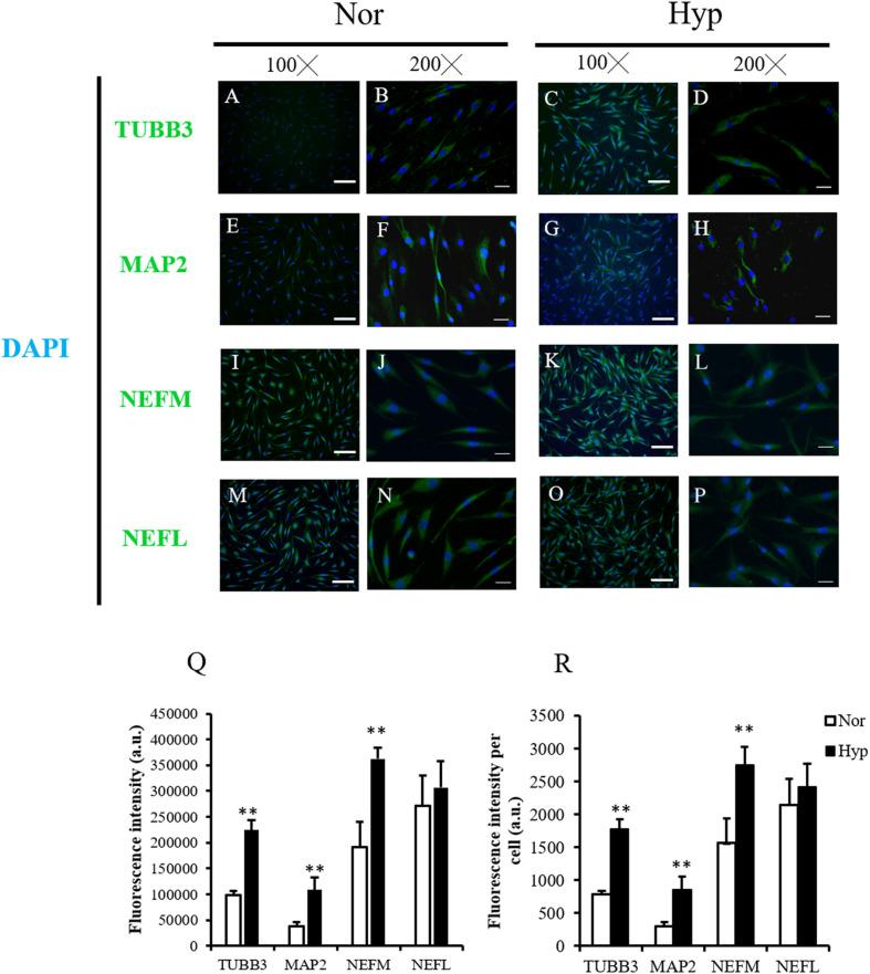 https://cdn.ncbi.nlm.nih.gov/pmc/blobs/7911/8120285/4b0d87b5d2f9/fcell-09-658099-g003.jpg