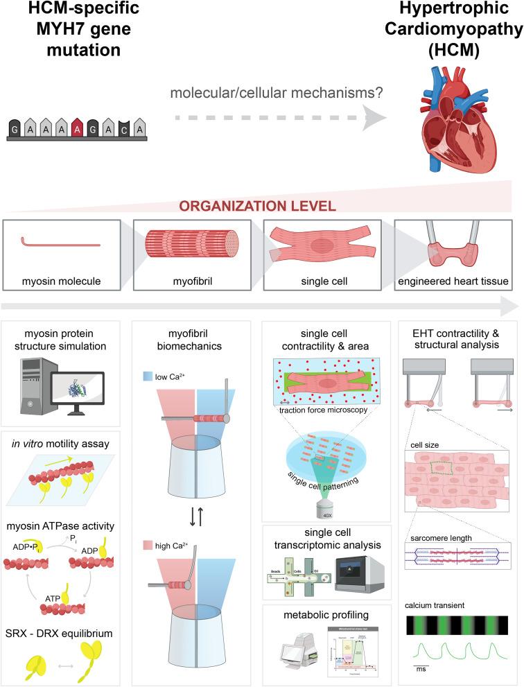 https://cdn.ncbi.nlm.nih.gov/pmc/blobs/7912/11087781/cdf053544ee1/pnas.2318413121fig01.jpg