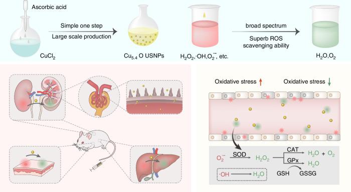 https://cdn.ncbi.nlm.nih.gov/pmc/blobs/7912/7270130/cbf9316afcd2/41467_2020_16544_Fig1_HTML.jpg