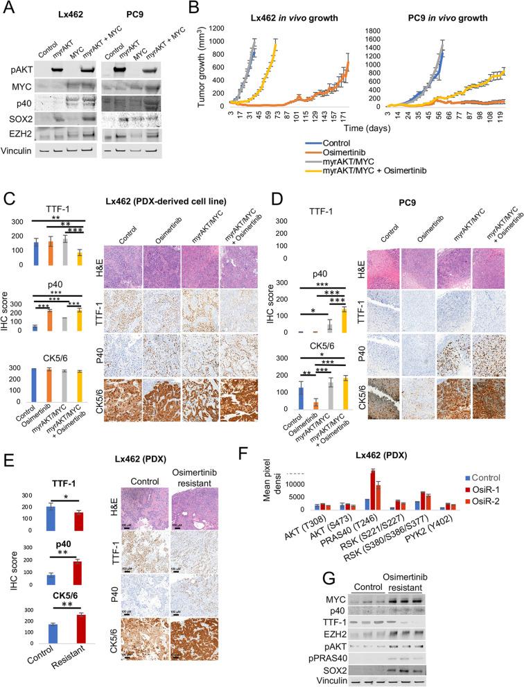 https://cdn.ncbi.nlm.nih.gov/pmc/blobs/791d/8520275/a17026bbb311/13045_2021_1186_Fig5_HTML.jpg