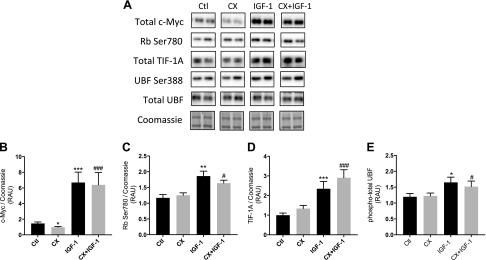 https://cdn.ncbi.nlm.nih.gov/pmc/blobs/791f/5690393/7a1f65300b42/fasebj201700329Rf6.jpg