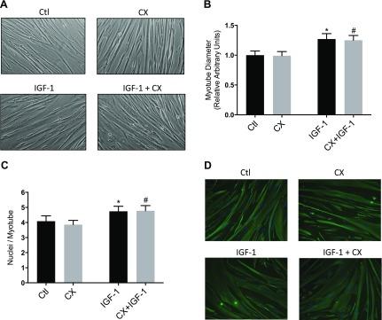 https://cdn.ncbi.nlm.nih.gov/pmc/blobs/791f/5690393/a4c33a7001cd/fasebj201700329Rf1.jpg