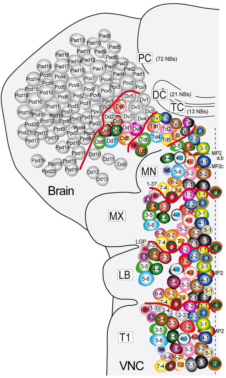 https://cdn.ncbi.nlm.nih.gov/pmc/blobs/7922/4852520/e782f2e4073c/develop-143-133546-g4.jpg