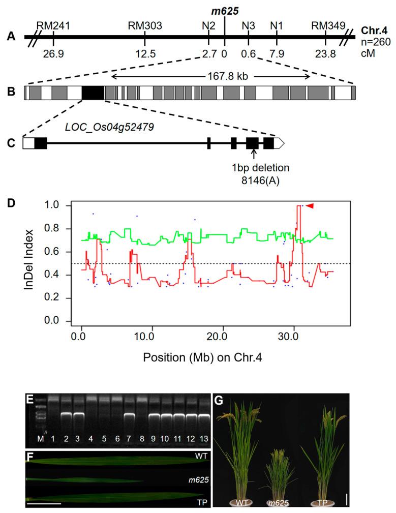 https://cdn.ncbi.nlm.nih.gov/pmc/blobs/7923/10970654/7a66bf4f5e43/genes-15-00325-g005.jpg