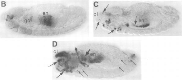 https://cdn.ncbi.nlm.nih.gov/pmc/blobs/7923/450180/846b35992d7d/emboj00010-0162-b.jpg
