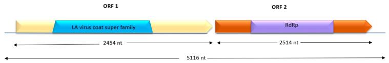 https://cdn.ncbi.nlm.nih.gov/pmc/blobs/7928/12390665/98aa8f4ceaf1/viruses-17-01068-g004.jpg