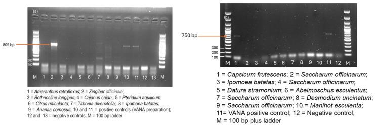 https://cdn.ncbi.nlm.nih.gov/pmc/blobs/7928/12390665/cb7b9649595d/viruses-17-01068-g007.jpg