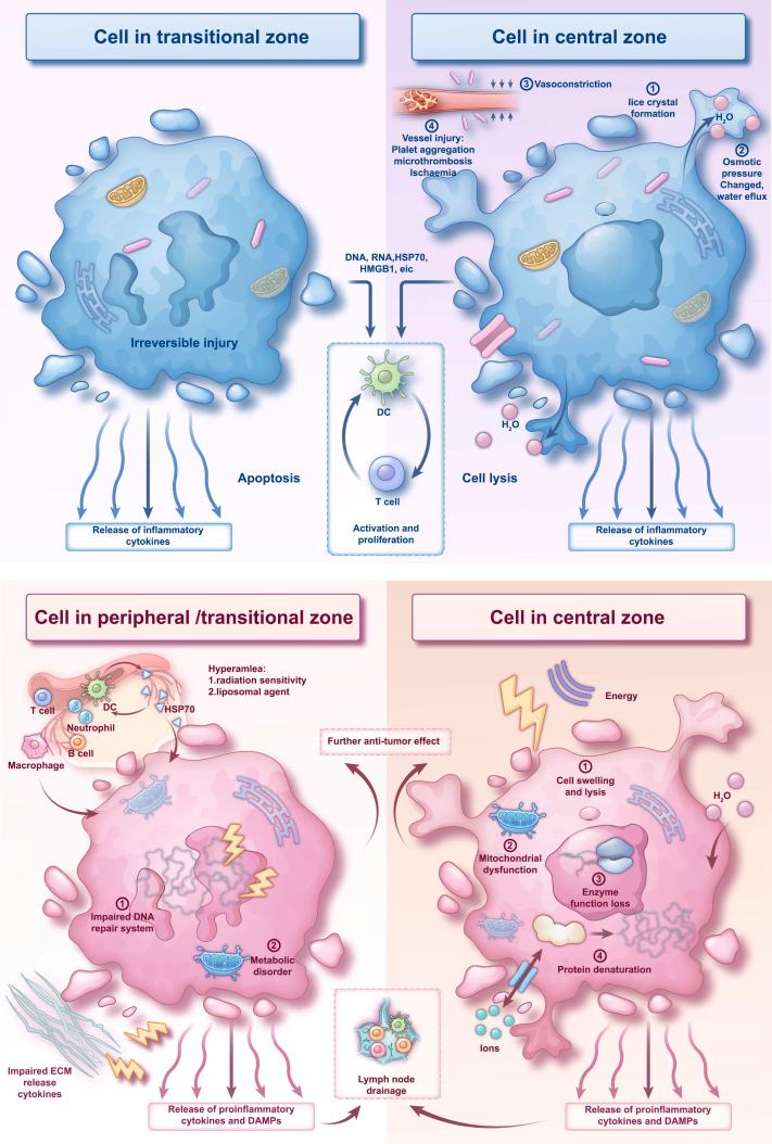 https://cdn.ncbi.nlm.nih.gov/pmc/blobs/792a/12179628/3d61f7a048cc/gr3.jpg
