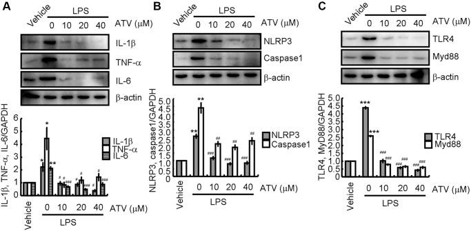 https://cdn.ncbi.nlm.nih.gov/pmc/blobs/792c/8791214/5355ed1fce6a/aging-14-203824-g005.jpg