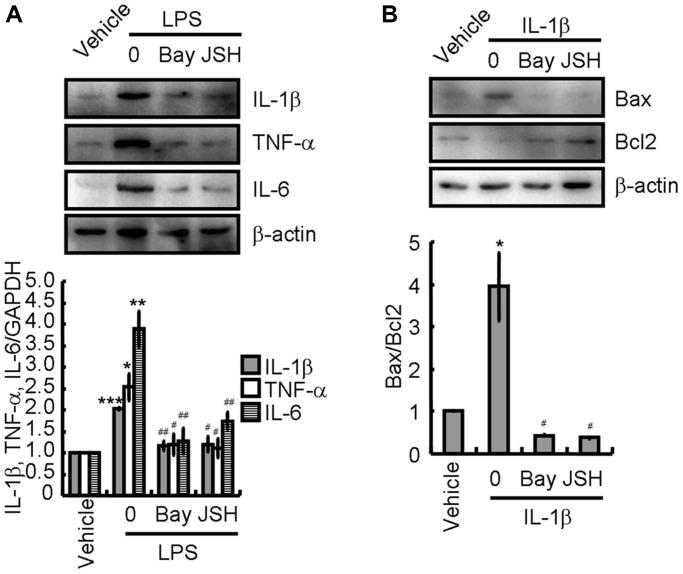 https://cdn.ncbi.nlm.nih.gov/pmc/blobs/792c/8791214/fc3f5b1876fa/aging-14-203824-g007.jpg
