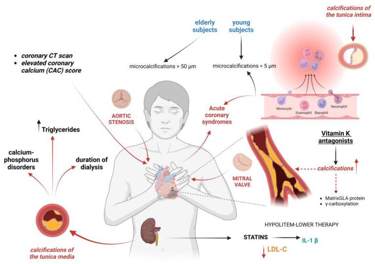 https://cdn.ncbi.nlm.nih.gov/pmc/blobs/792d/11642360/d4f1ed510751/ijms-25-13096-g002.jpg