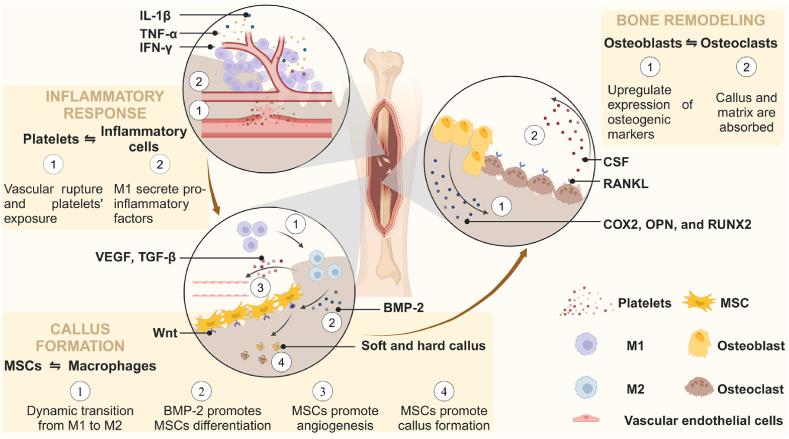 https://cdn.ncbi.nlm.nih.gov/pmc/blobs/792e/11699301/774fb62010d2/gr1.jpg