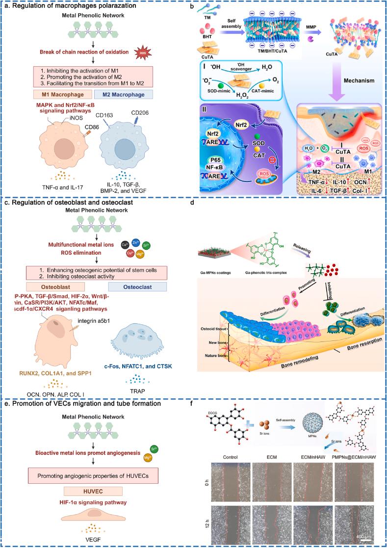 https://cdn.ncbi.nlm.nih.gov/pmc/blobs/792e/11699301/8fe95c858672/gr6.jpg