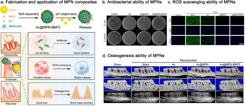 https://cdn.ncbi.nlm.nih.gov/pmc/blobs/792e/11699301/ccd42dc09c3b/gr7.jpg