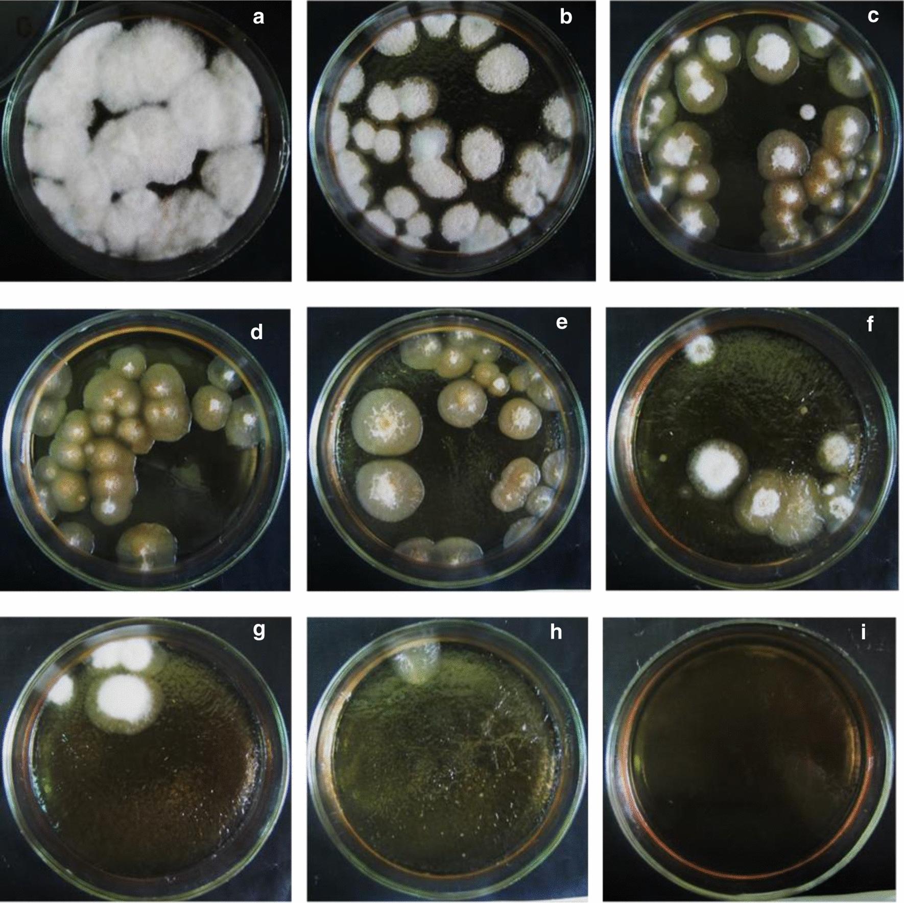 https://cdn.ncbi.nlm.nih.gov/pmc/blobs/792e/9360310/a358dfb1c605/13568_2022_1446_Fig5_HTML.jpg