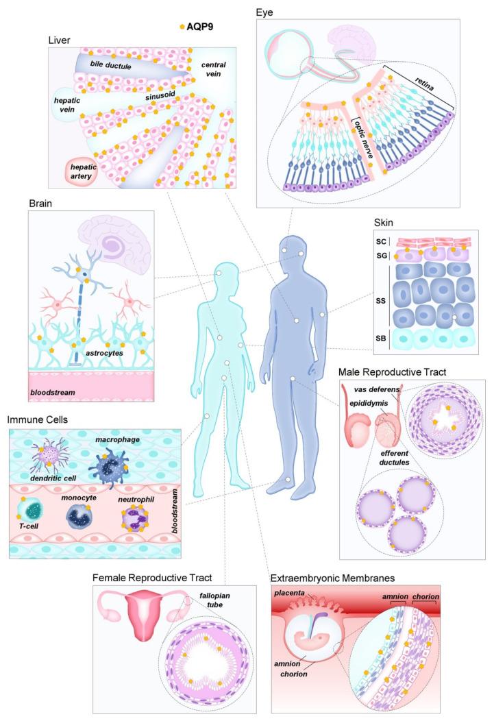 https://cdn.ncbi.nlm.nih.gov/pmc/blobs/792f/9313442/6b6f494df12e/biomolecules-12-00897-g002.jpg