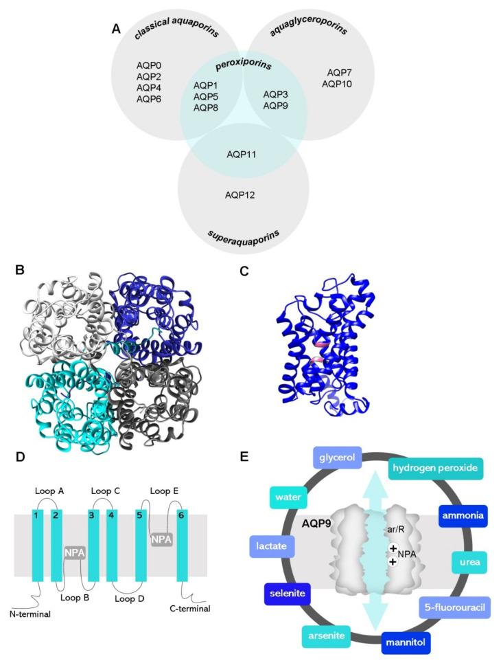https://cdn.ncbi.nlm.nih.gov/pmc/blobs/792f/9313442/f9a7e1744076/biomolecules-12-00897-g001.jpg