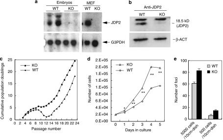 https://cdn.ncbi.nlm.nih.gov/pmc/blobs/7932/3007677/d6416958223e/onc2010355f2.jpg