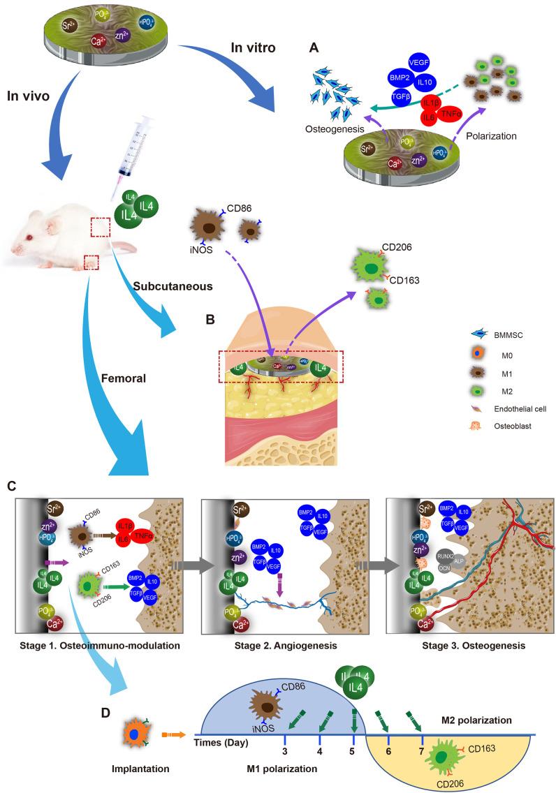 https://cdn.ncbi.nlm.nih.gov/pmc/blobs/7932/7493725/74dd0aa3358f/sc1_lrg.jpg