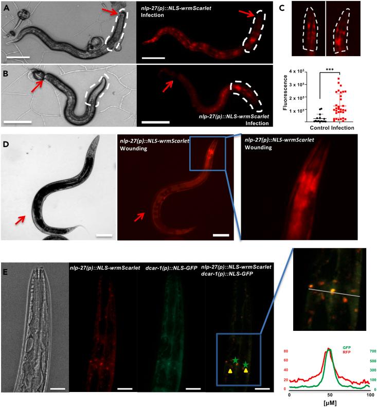https://cdn.ncbi.nlm.nih.gov/pmc/blobs/7933/11112505/6f0ca8507a5f/gr2.jpg