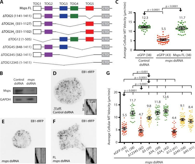 https://cdn.ncbi.nlm.nih.gov/pmc/blobs/7933/5461023/9cabd4e3d504/JCB_201610090_Fig1.jpg