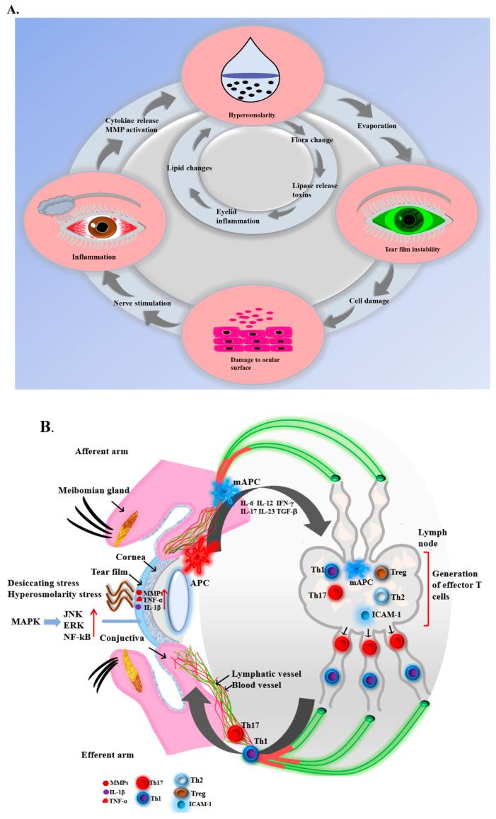 https://cdn.ncbi.nlm.nih.gov/pmc/blobs/7935/10813666/d61b6e0526ca/bioengineering-11-00039-g002.jpg