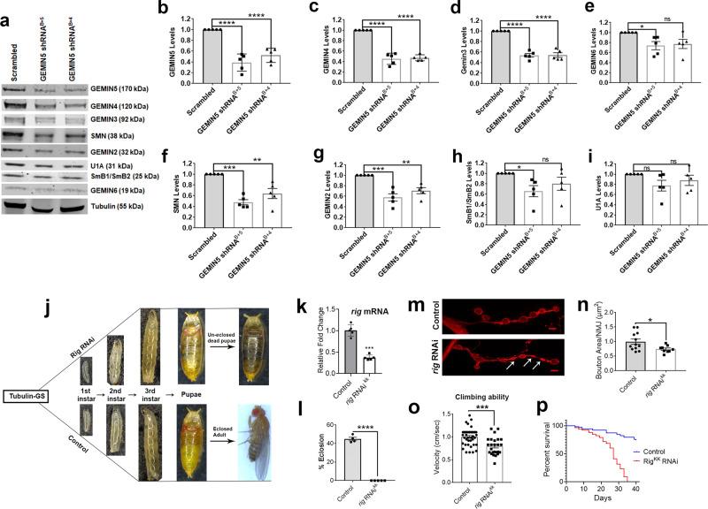 https://cdn.ncbi.nlm.nih.gov/pmc/blobs/7936/8105379/57d293364ecc/41467_2021_22627_Fig4_HTML.jpg