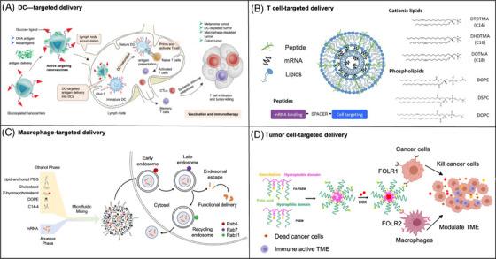 https://cdn.ncbi.nlm.nih.gov/pmc/blobs/7939/11695212/6a7cda50ca91/MCO2-6-e70035-g004.jpg