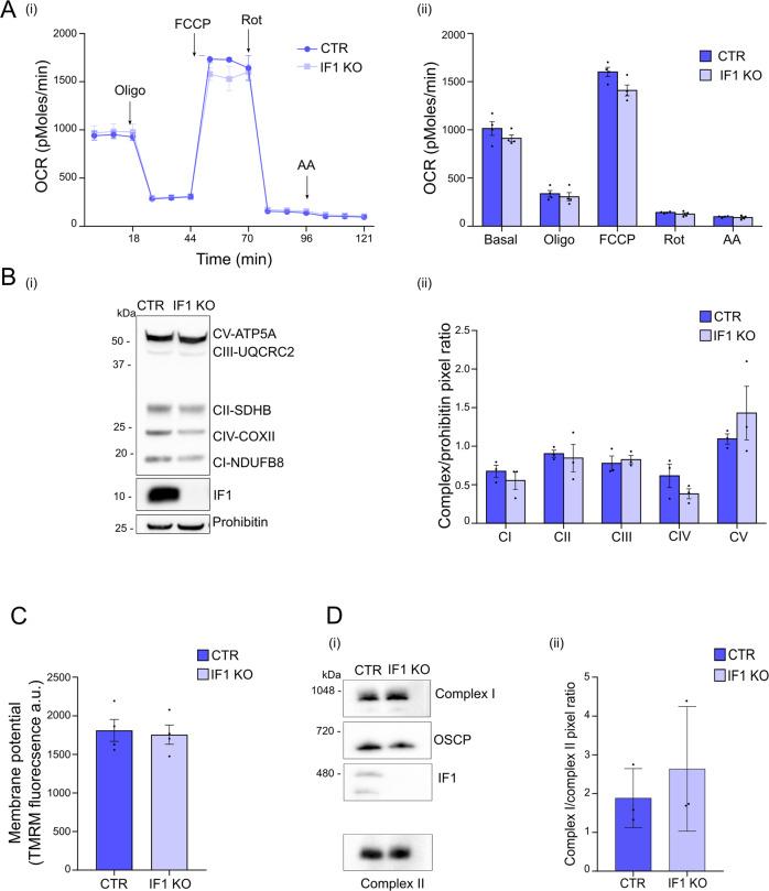https://cdn.ncbi.nlm.nih.gov/pmc/blobs/793b/9870916/16114d302168/41419_2023_5572_Fig6_HTML.jpg