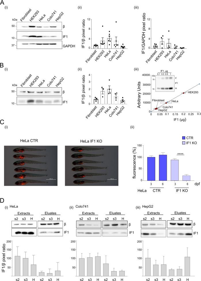 https://cdn.ncbi.nlm.nih.gov/pmc/blobs/793b/9870916/f8db0276d2a2/41419_2023_5572_Fig1_HTML.jpg