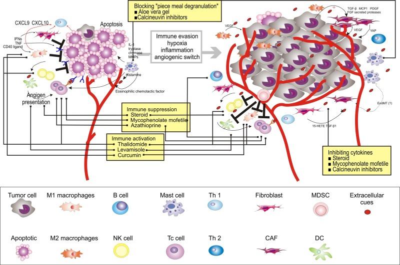 https://cdn.ncbi.nlm.nih.gov/pmc/blobs/7944/5655314/f70aa9829287/oncotarget-08-81617-g004.jpg