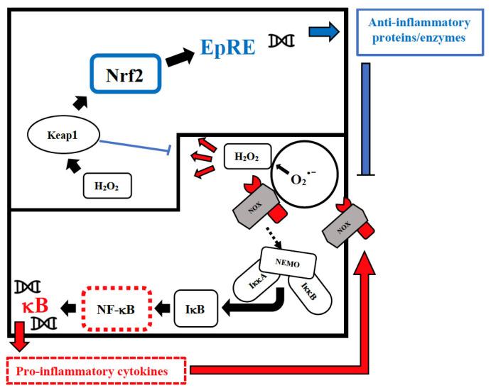 https://cdn.ncbi.nlm.nih.gov/pmc/blobs/794c/9024951/60266532ff2a/biomolecules-12-00556-g001.jpg