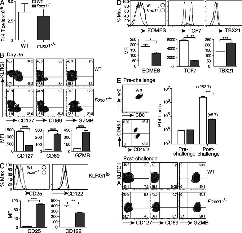 https://cdn.ncbi.nlm.nih.gov/pmc/blobs/794f/3674697/92fa640327f1/JEM_20130392R_Fig5.jpg
