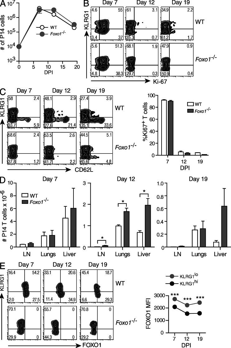 https://cdn.ncbi.nlm.nih.gov/pmc/blobs/794f/3674697/af2e19ce5aa0/JEM_20130392_Fig1.jpg