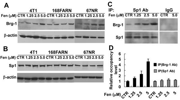 https://cdn.ncbi.nlm.nih.gov/pmc/blobs/7951/2924311/5c31afd8a31d/1476-4598-9-210-8.jpg