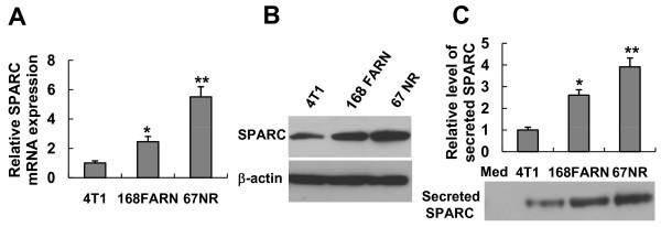 https://cdn.ncbi.nlm.nih.gov/pmc/blobs/7951/2924311/629e43d1e803/1476-4598-9-210-6.jpg
