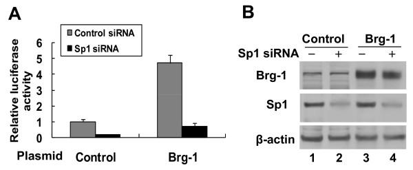 https://cdn.ncbi.nlm.nih.gov/pmc/blobs/7951/2924311/fd858f00f051/1476-4598-9-210-5.jpg