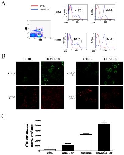 https://cdn.ncbi.nlm.nih.gov/pmc/blobs/7952/2809084/ba222f6f530b/pone.0008688.g002.jpg