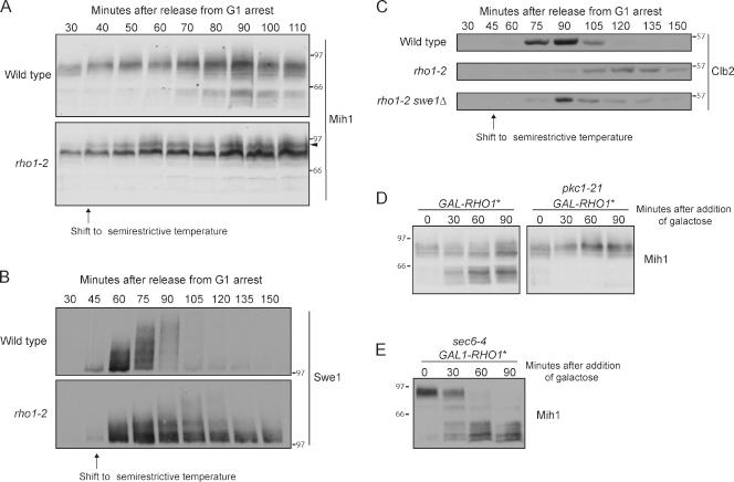 https://cdn.ncbi.nlm.nih.gov/pmc/blobs/7955/3317797/a02a88cf6564/JCB_201108108_Fig8.jpg