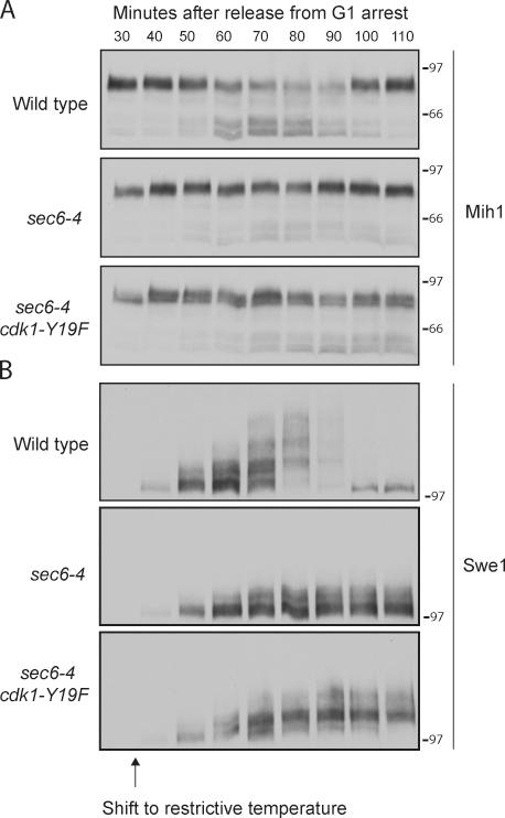 https://cdn.ncbi.nlm.nih.gov/pmc/blobs/7955/3317797/c4b98fba2e7a/JCB_201108108_Fig2.jpg